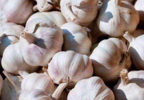 大蒜是植物吗？