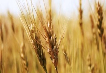 郑麦1860品种基本介绍 郑麦1860品种有哪些特点