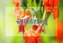 石榴花的形状像什么？
