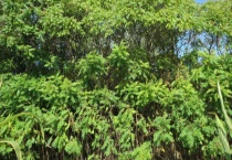 漆树叶有毒吗？