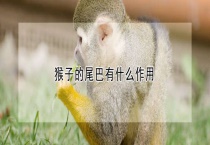 猴子的尾巴有什么作用