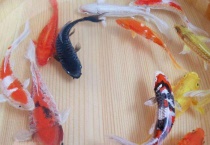 红色锦鲤变黑了的原因？