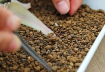 多肉植物怎么叶插绿豆