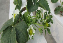 水培蔬菜怎么种植多久？