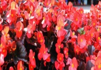 四季海棠叶子发白怎么办？