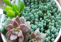 小姬星美人怎么插叶