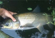 春季草鱼什么时候开始吃食