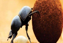 屎壳郎为什么要推粪球 它是不是害虫