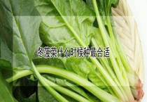 冬菠菜什么时候种最合适