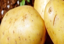 土豆和鸡蛋可同食吗 哪些食物和土豆相克