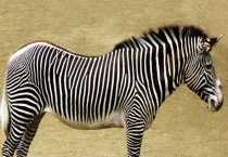 斑马为什么不能被驯服