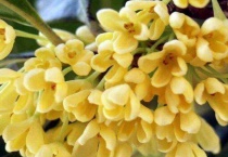 桂花树上长白色虫子怎么办？