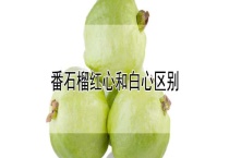 番石榴红心和白心区别？