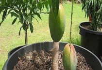 盆栽芒果结果需要几年 附养护多久？