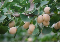 银杏果怎么发芽