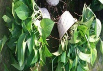 怎样修剪绿萝柱 附绿萝水插和土插多久？