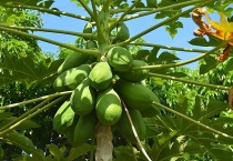 有助于消化的水果