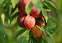 李子的营养价值