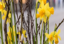 如何让水仙在元旦开花 一定要注意这四个方面