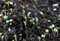 小白菜出芽后几天浇肥