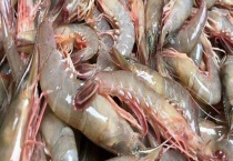 基围虾是凉性还是温性食物 怎样清洗基围虾