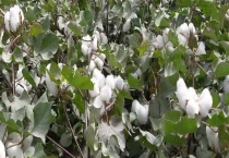 适合在新疆各地区种植主要农作物有哪些 主要农作物有什么？