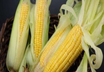 玉米栽培技术和田间管理