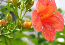 凌霄花冬天落叶吗？