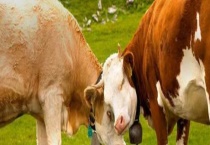 牛瘤胃积食防治方法 附牛瘤胃积食的症状和原因？