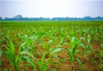 玉米苗不爱长怎么办？