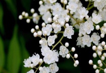 珍珠梅适合室内养殖吗？