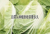 白菜从种植到收获要多久？