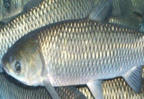 草鱼吃什么 附草鱼的生态习性和饲料配方