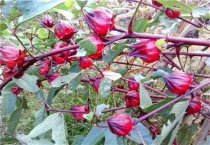 红桃k是什么植物