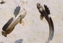 跳跳鱼的食物习性 大概多少钱一斤