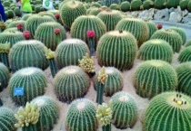 仙人球切一半还能活吗？