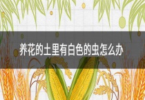 养花的土里有白色的虫怎么办？