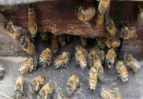 云贵高原中蜂 是什么？