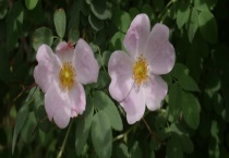 美蔷薇是落叶还是常绿植物 美蔷薇有什么价值