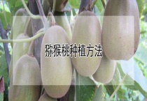 猕猴桃种植多久？