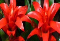 凤梨花的养殖方法 附其繁殖多久？