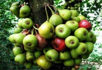 牛奶树长什么样