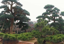 黑松适合栽庭院吗？