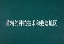黄精的种植技术和栽培地区