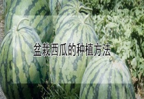 盆栽西瓜的种植多久？