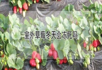室外草莓冬天会冻死吗？