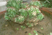 山影仙人掌的养殖多久？