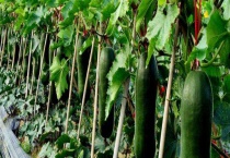 冬瓜产地在哪里 并介绍它的产地环境