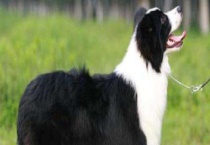 边境牧羊犬性格特点 边境牧羊犬是世界上聪名的犬