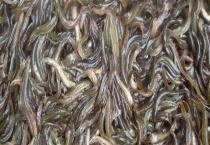 泥鳅吃什么东西 附生活习性